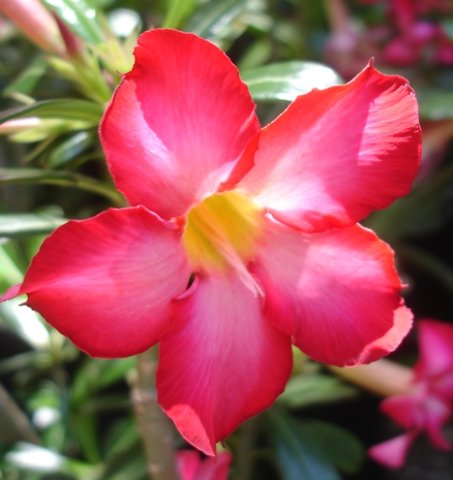 Adenium multiflorum colour variation
